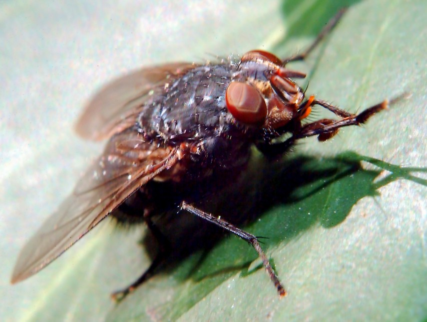 Volo libero e altri insetti